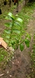 Dendrobium anosmum variedade gigante Tipo - loja online