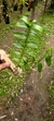 Dendrobium anosmum variedade gigante Tipo na internet