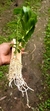 Dendrobium anosmum variedade gigante Tipo - comprar online