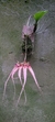 Bulbophyllum louis sanders (p)