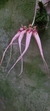 Imagem do Bulbophyllum louis sanders (p)