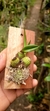 Gomesa gracilis - loja online