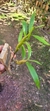 Dendrobium frimbiatum na internet