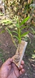 Dendrobium frimbiatum - comprar online