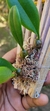 Bulbophyllum auratum - loja online