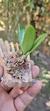 Bulbophyllum auratum na internet