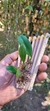 Bulbophyllum auratum - comprar online