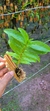 Dendrobium usitae - loja online