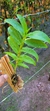 Dendrobium usitae - Orquidário Aparecida