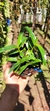 Imagem do Dendrobium hibiki Lacre 37423