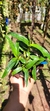 Dendrobium hibiki Lacre 37423 - comprar online