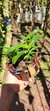 Dendrobium hibiki Lacre 37423 - loja online