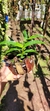 Dendrobium hibiki Lacre 37423 na internet