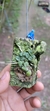 Constantia cipoencis Lacre 37447 - loja online