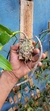 Dendrobium anosmum albo - loja online