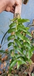 Dendrobium anosmum albo