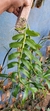 Dendrobium anosmum albo - Orquidário Aparecida