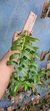 Dendrobium anosmum albo - comprar online