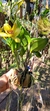 Cattleya Blc. waikiki gold Lacre 37441 na internet