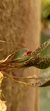 Panstiella punctatifolia