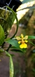 Oncidium longipes