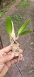 Cattleya luteola X Laelia dayana X Lc. belfort - Orquidário Aparecida