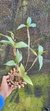 Dendrobium tetragonum - loja online