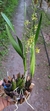 Encyclia oncidioides Lacre 125272 - comprar online