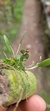 Anathallis modesta - Plantada na rolha de cortiça