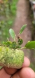 Anathallis modesta - Plantada na rolha de cortiça - Orquidário Aparecida