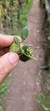 Imagem do Anathallis modesta - Plantada na rolha de cortiça