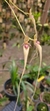 Bulbophyllum nudda Lacre 185450 - comprar online