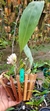 Bifrenaria harrisoniae Lacre 187334 - comprar online