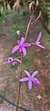 Laelia Pabstii Lacre 187333