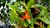 Maxillaria sophronitis
