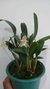 Bulbophyllum Ambrosia