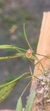 Acianthera wilsonii