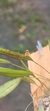 Acianthera wilsonii - Orquidário Aparecida