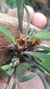 Maxillaria pumila