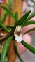 Maxillaria uncata - comprar online