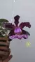 Cattleya schilleriana tipo