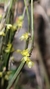 Octomeria palmirabilae - Orquidário Aparecida