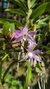 Dendrobium Hercoglossum