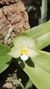 Phalaenopsis belina alba