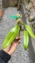 Bulbophyllum nudda Lacre 185450 - loja online