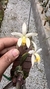 Laelia fornieri “plantada na ripa de no de pinho” Lacre 185486 na internet