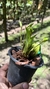 Lycaste aromatica Lacre 187397 - loja online