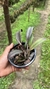 Laelia cinnabarina selecionada - comprar online