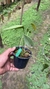 Acianthera prolífera no vaso Lacre 185039 - loja online