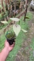 Acianthera prolífera no vaso Lacre 185092 - loja online